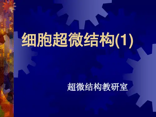 细胞超微结构