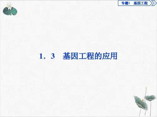 基因工程的应用PPT课件(原文)PPT