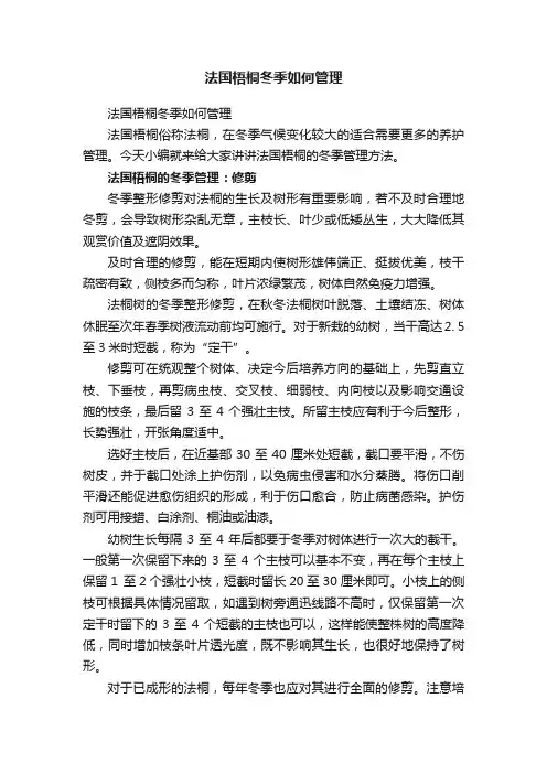 法国梧桐冬季如何管理