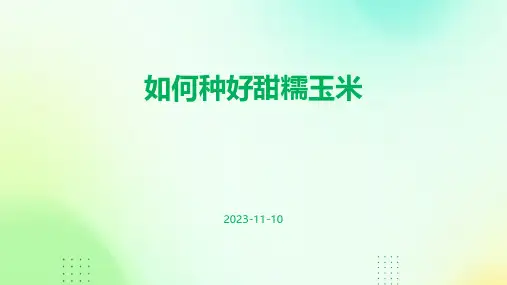 如何种好甜糯玉米