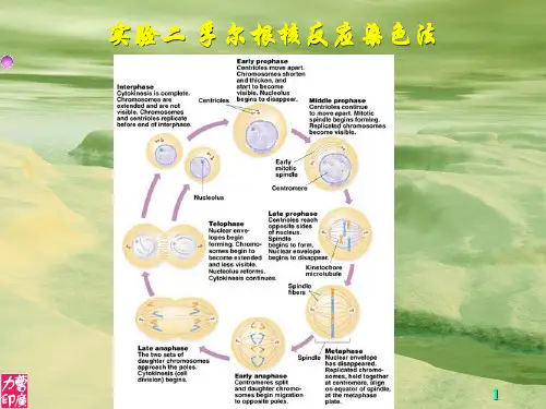 实验02 孚尔根核反应染色法