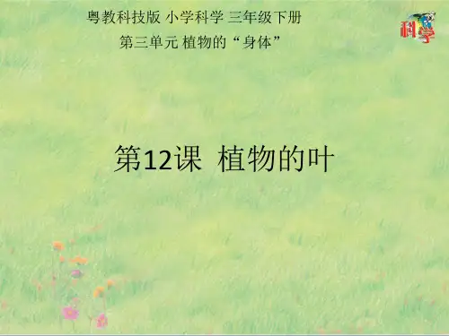 三年级下册第12课《植物的叶》教学课件