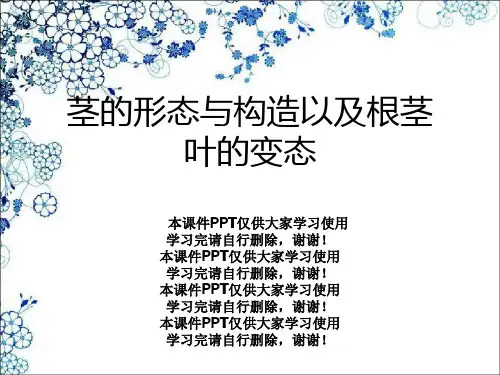 茎的形态与结构以及根茎叶的变态