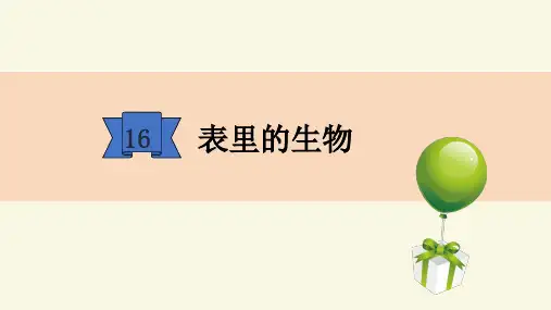 六年级下册语文课件-16 表里的生物(部编版) (共28张PPT)