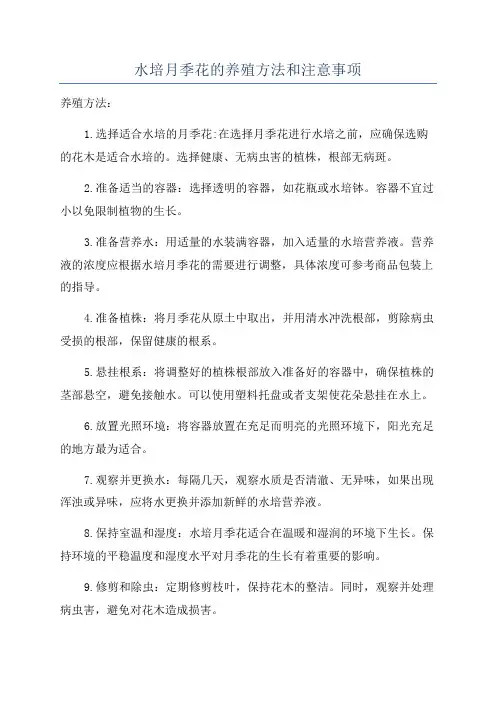 水培月季花的养殖方法和注意事项