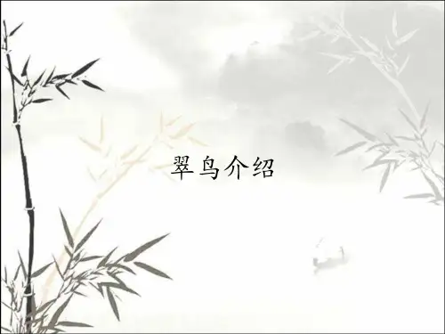 翠鸟介绍_课件