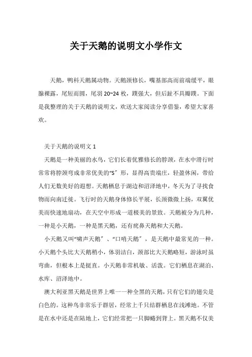 (说明文)关于天鹅的说明文小学作文