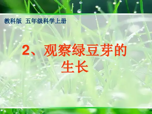 五年级上册科学-观察绿豆芽的生长-教科版-PPT课堂课件