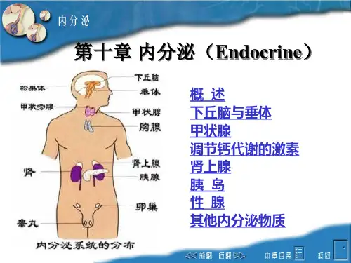 动物生理学课件：11 第十章 内分泌