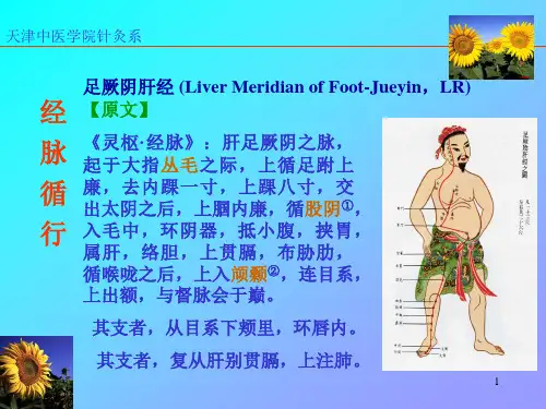 肝经 PPT课件