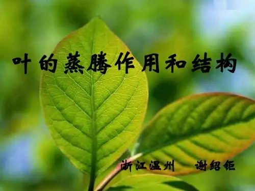 叶的蒸腾作用和结构2--浙教版
