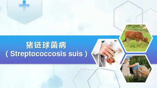 猪病防治—猪链球菌病(动物传染病防治课件)