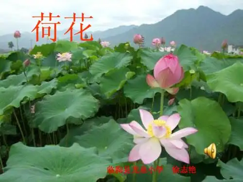 荷花课件