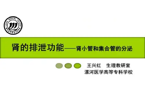 肾小管和集合管的分泌