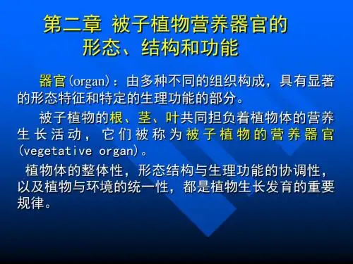植物根的结构PPT课件