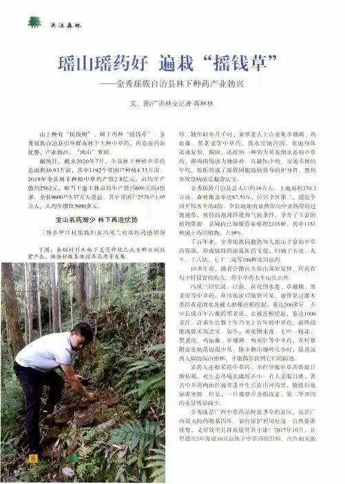 瑶山瑶药好 遍栽“摇钱草”--金秀瑶族自治县林下种药产业勃兴