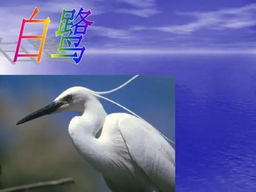 白鹭