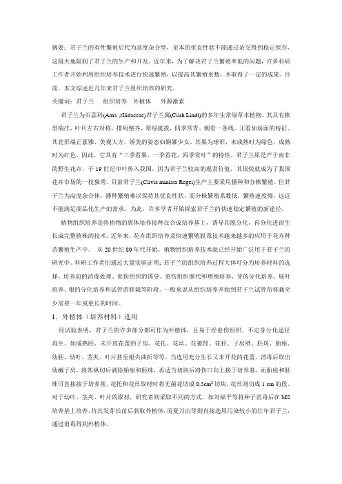 君子兰组织培养