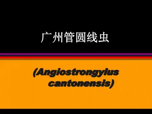 广州管圆线虫