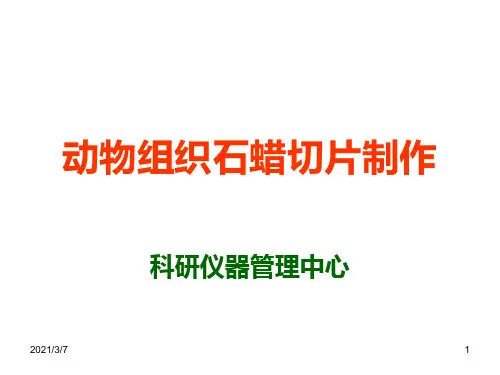 动物组织石蜡切片制作PPT课件