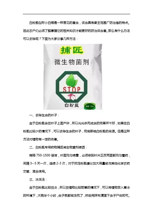 白粉虱怎么彻底消灭