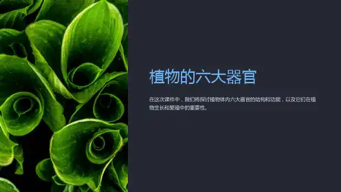 《植物的六大器官》课件