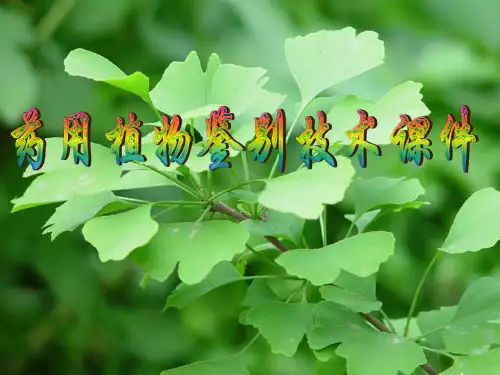 药用植物学叶及叶类药材ppt课件