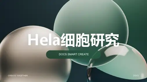 Hela细胞