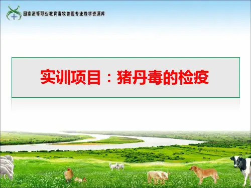 实训13猪丹毒的检疫.