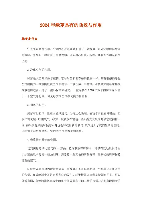 2024年绿萝具有的功效与作用