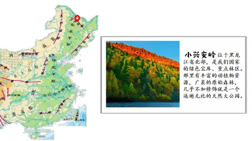 20 .《美丽的小兴安岭》课件(共16张PPT)