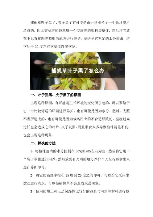 捕蝇草叶子黑了、夹子黑了怎么办