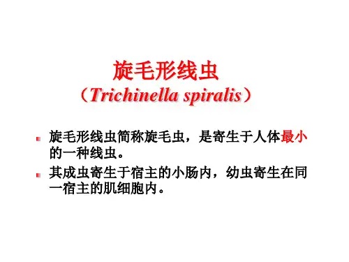 Trichinella spiralis 旋毛虫