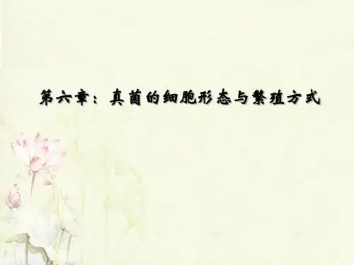 真菌的细胞形态及繁殖方式