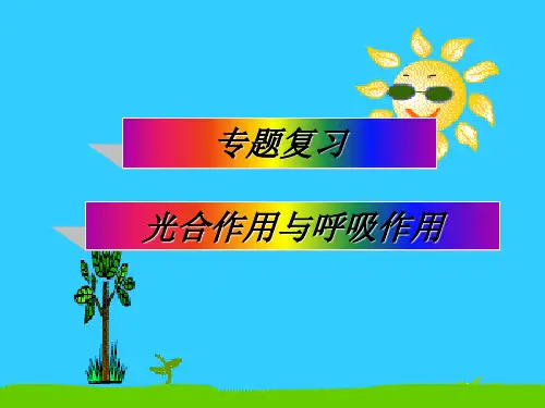 专题复习：光合作用与呼吸作用ppt 人教版PPT精选课件