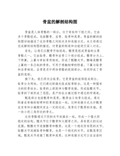 骨盆的解剖结构图