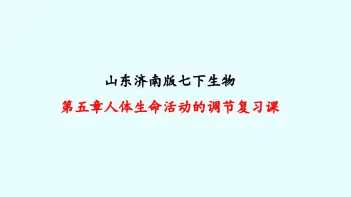 3.5  人体生命活动的调节  复习课件(62张PPT)-2022-2023学年济南版生物七年级下册