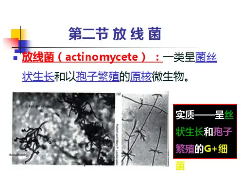 22放线菌-PPT课件