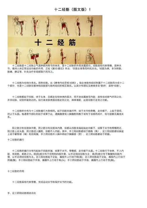 十二经筋（图文版）！